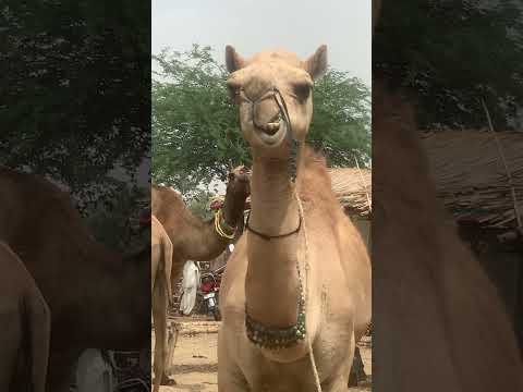 اونٹ کی آواز سن کر سب ہنس ہنس کر لوٹ گئے