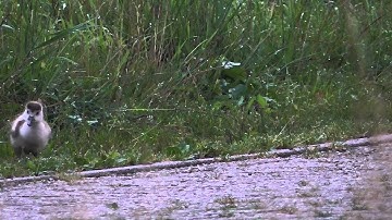 Vroege Vogels - Jonge nijlgans