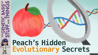 Revealing the secrets of evolution from genome sequencing of peach
