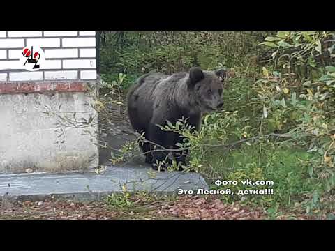 Медведи рядом с заводом ядерных боеголовок.Real Video