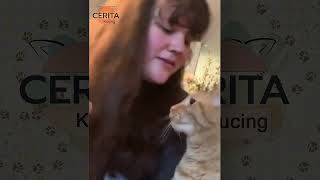 Tahan Ngakak! Menolak di Pegang, kucing ini Marah besar tapi malah Lucu/kompilasi kucing Lucu