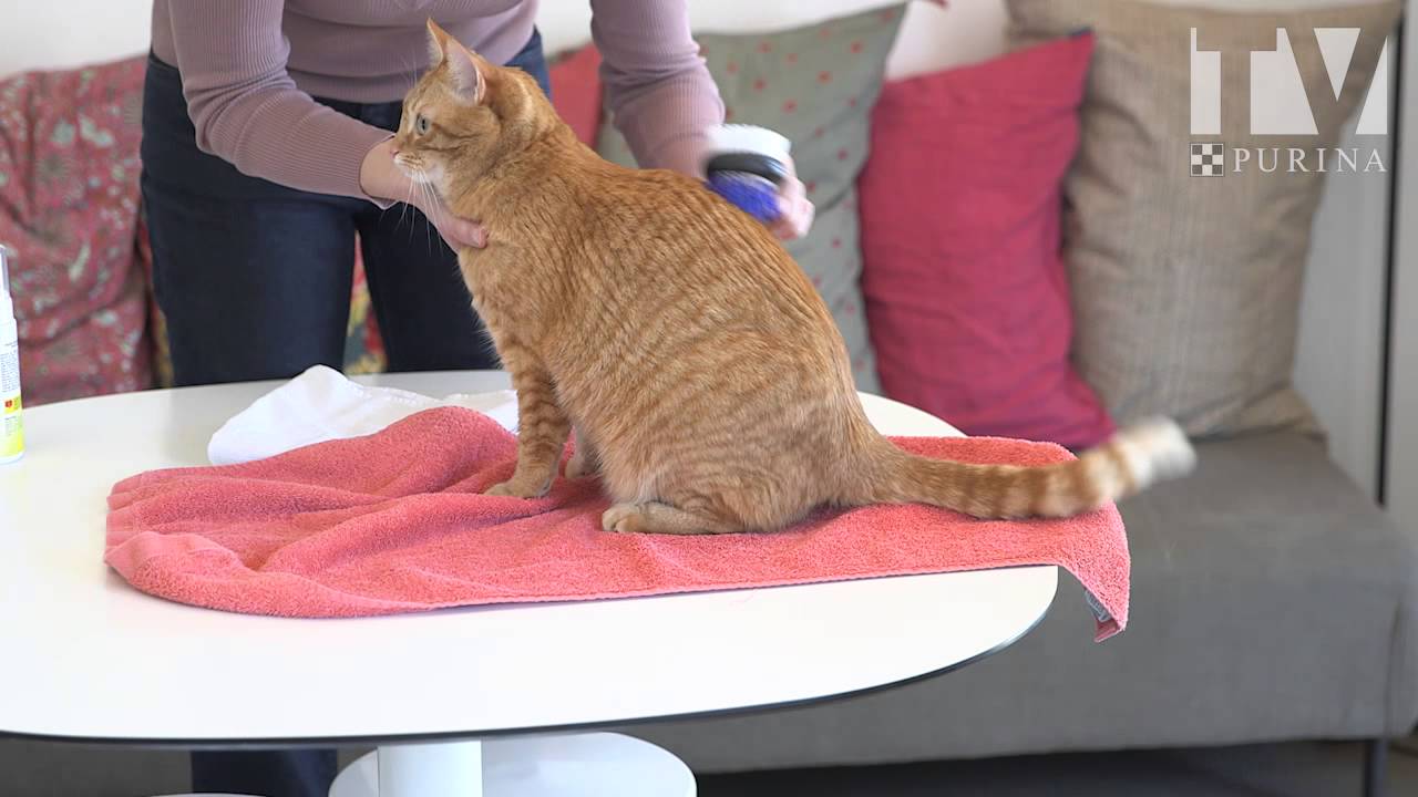 Faire Un Shampooing Sec à Son Chat