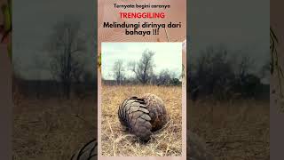 TRENGGILING menggulung tubuhnya yang penuh sisik !!!