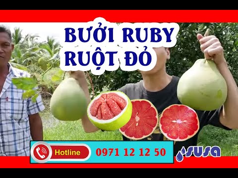 Video Bưởi Ruby Ruột đỏ ll 
