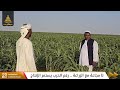 لا مجاعة مع الزراعة رغم الحرب يستمر الإنتاج لا مجاعة مع الزراعة رغم الحرب يستمر الإنتاج