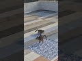 Funny Masti with Bhai #trending #shortvideo #lifeisbutadream #funny #animal #mom #ronaldo #cricket