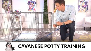 Cavanese Potty Training from WorldFamous Dog Trainer Zak George  Potty Train a Cavanese Puppy