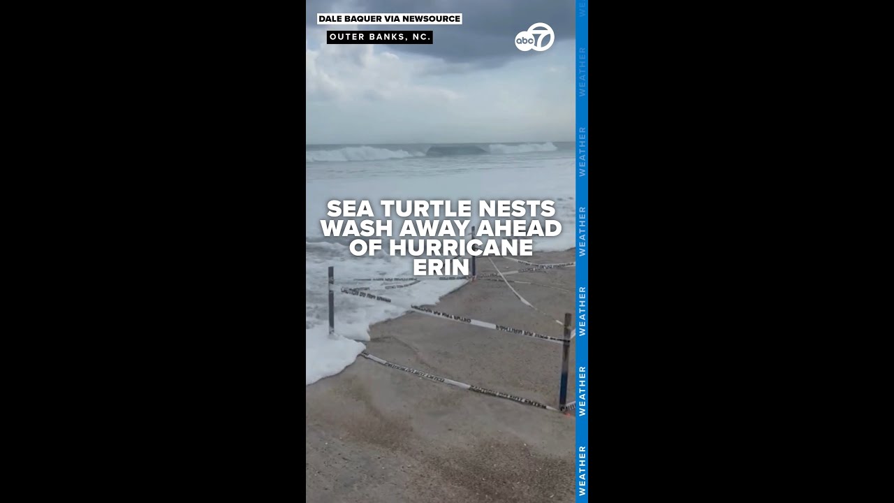 Sea turtle nests wash away on North Carolina beach as coast braces for Hurricane Erin impact