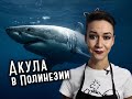 Акула в Полинезии