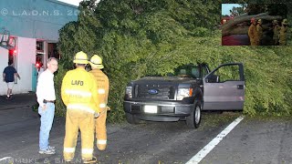 LAFD ENGINE 58 | TREE ATOP THEE | PICO-ROBERTSON DISTRICT