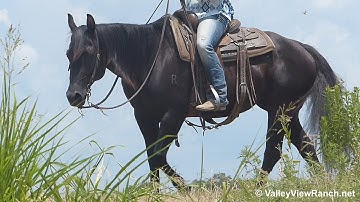 Miss San Jo Lena***For info, price, etc., go to our website*** Valley View Ranch