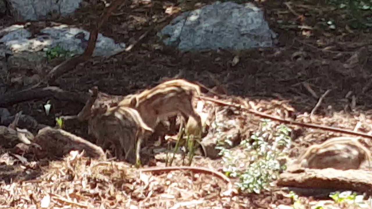 חזירון באחוזת בזרנו 3