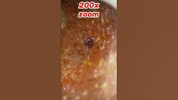 Maximum zoom » fig#amazing #macrozoom #asmr #macro #zoom #shorts