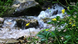 Звуки Природы, Лесной Ручей, Журчание Воды Для Расслабления, Глубокого Сна, Красивое Релакс Видео