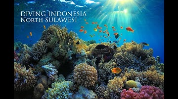 Indo Dive - North Sulawesi