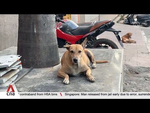Animal lovers, activists say stray dogs being unfairly vilified in India