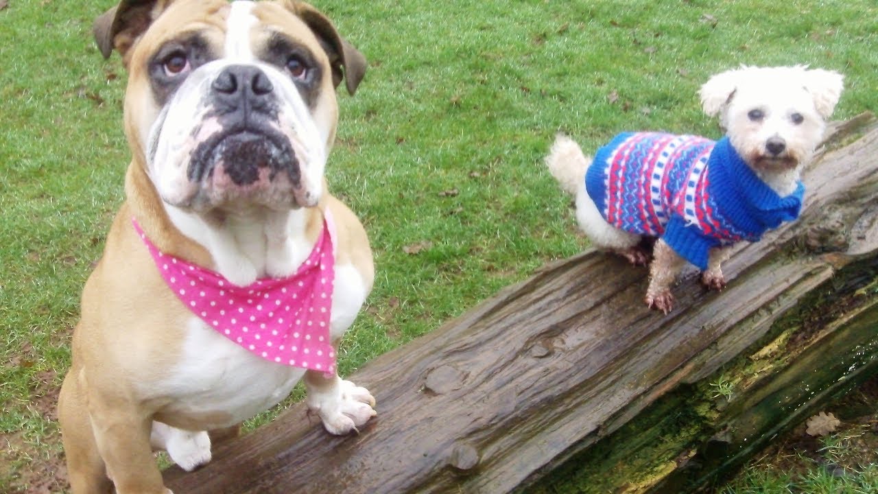 bulldog-colin-bichon-peppa-youtube