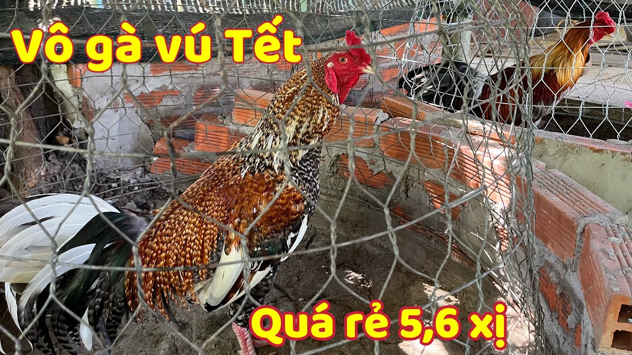 Vô Tóp Gà Mới Vừa Kịp Tết Cho Bà Con Về Chăm Thêm Đẹp Lắm 