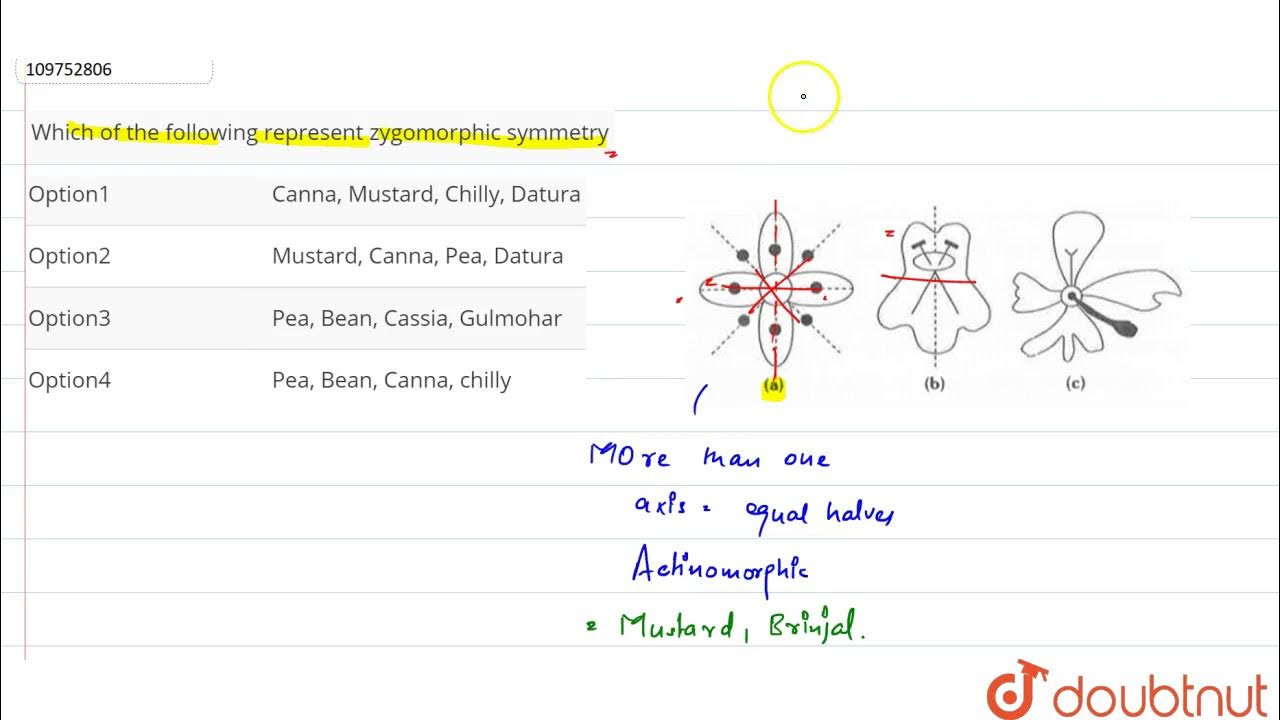 Which of the following represent zygomorphic symmetry YouTube