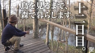 水曜どうでしょうハウスで野鳥観察の刑。十二日目。新玉ねぎとエナガ。