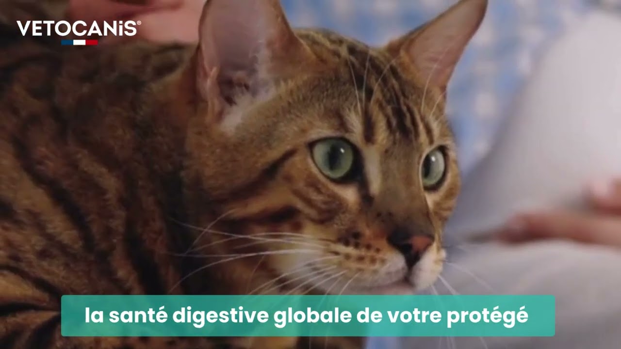 comprimés et sirops intestinaux pour chien et chat Vetocanis