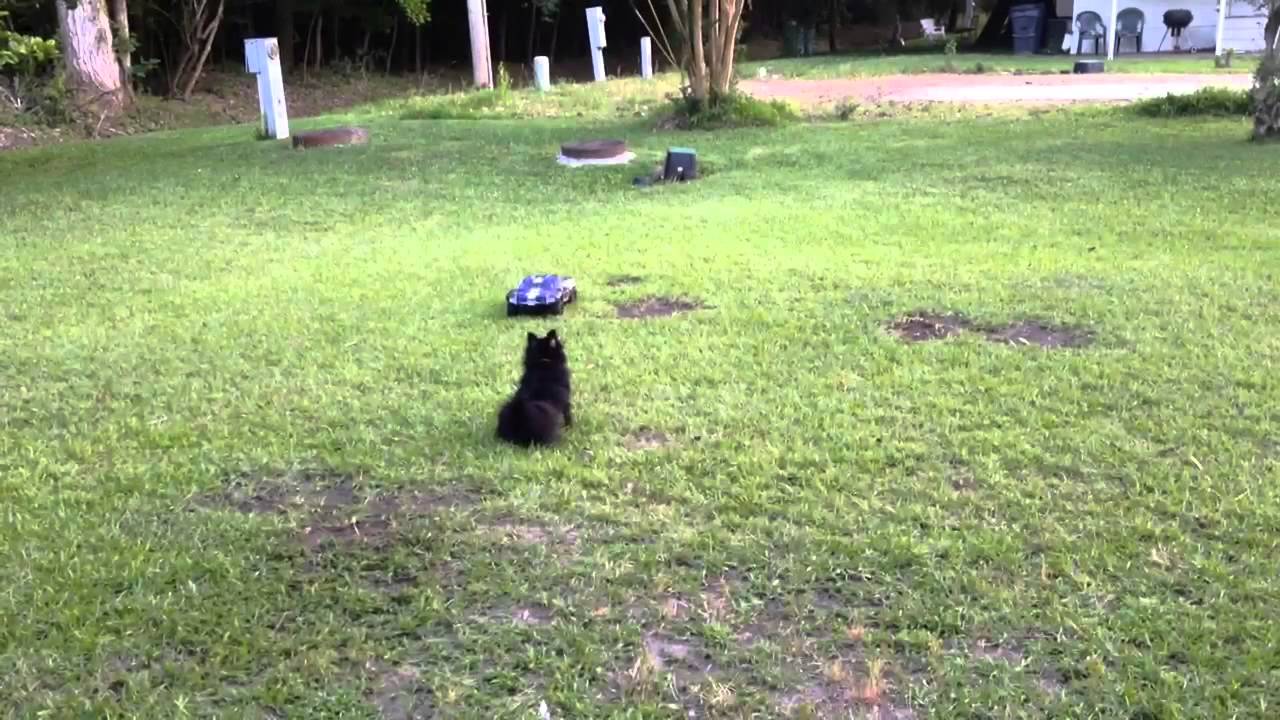 Dog Chases Redcat Blackout SC Pro RC