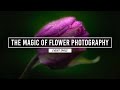 The magic of flower photography with anne belmont  bh event space