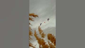 Which one of these two clips you all think looks better? #duckhunting #hunting #duck @bossshotshells