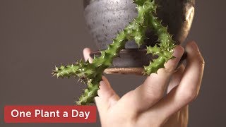 Edithcolea grandis (Persian Carpet Flower) Houseplant Care — 296 of 365