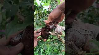 Bougainvillea Propagation Made Easy 🌿🔥