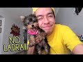 Nueva Integrante en la Familia, Perrita Miniatura y Su Historia - VLOG #81