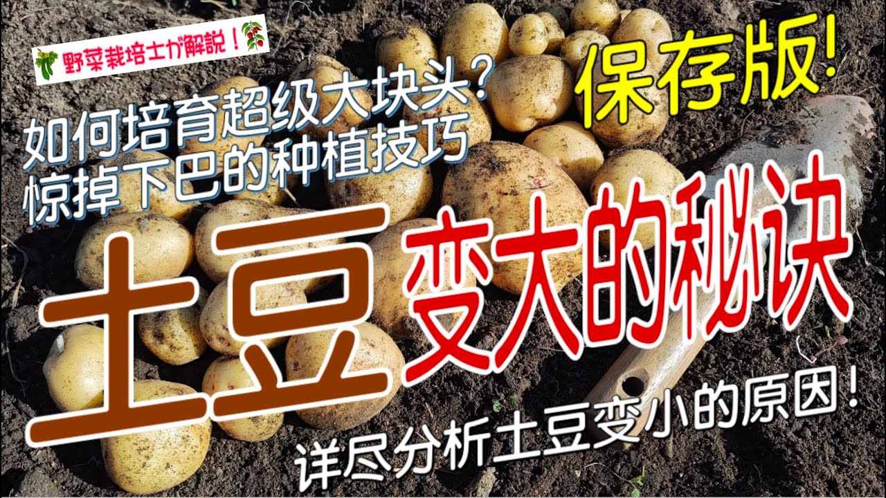 《土豆变大的秘诀》 如何种出大块茎土豆？增产关键技巧大公开｜土豆高产栽培全