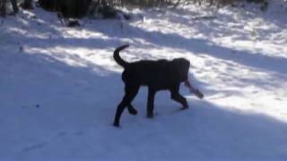 Charlie Brown's First Snow Day