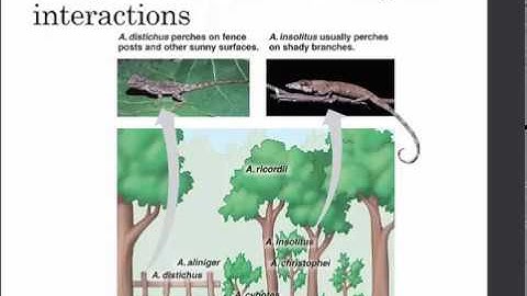 competition and evolution video