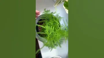 Как ухаживать за аспарагусом🪴 Аспарагус Перистый #myplants #plants #аспарагус