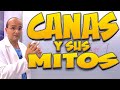 CANAS Y Sus MITOS Todo Lo Que Necesita Saber Cuerpo Humano 20 