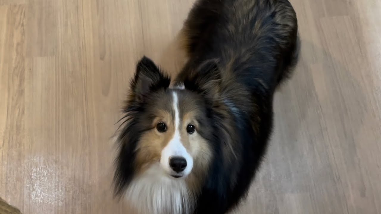 シェリーちゃん YouTube