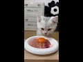 Everything with cats becomes so cute Cat's immersive dining Homemade cat food Cat's daily vlog Cat
