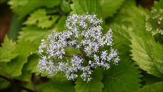 山野草・夏編#14　コアジサイ