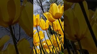 ♦  Yellow Tulips  #shorstyoutube #flowers #shortsvideo #tulip #shortsyoutube #nature #relax #pink