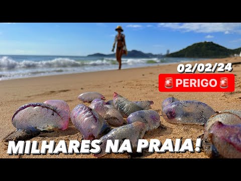 Caravelas-portuguesas Chamam atenção de banhistas em praias de Balneário Camboriú e Itajaí SC