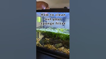 How to clean out your sponge filter 🧽🪣 #shorts #aquarium #fishtank