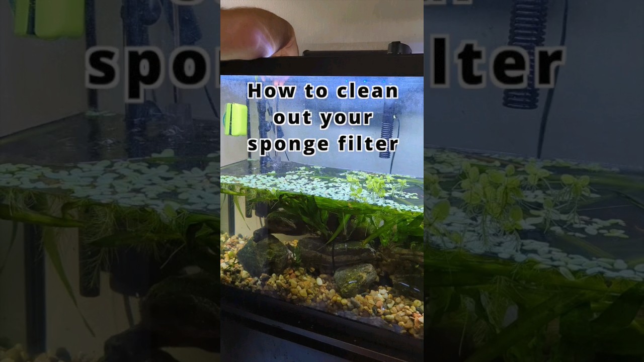 Как очистить губчатый фильтр 🧽🪣 