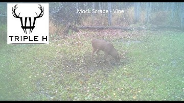 Mock Scrape Bucks on vine licking branch - early Sept Michigan