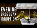 Evening Grosbeak Irruption Year