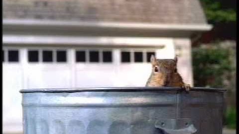 LeafGuard Gutters commercial Revenge of the Squirrels