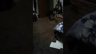 CatDog Play Fetch!!