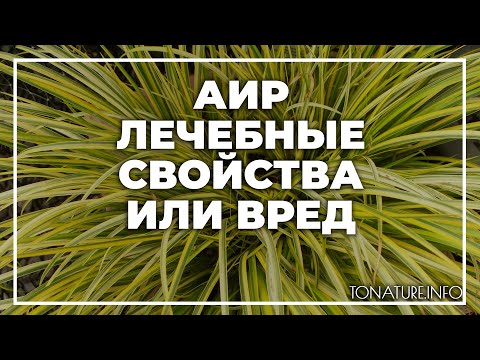 Аир лечебные свойства или вред | toNature.Info