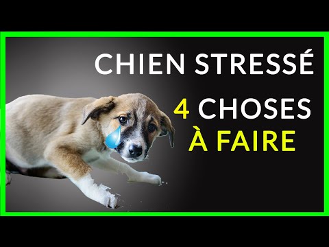 Vidéo: Comment une touche spéciale peut aider à calmer et à détendre votre chien