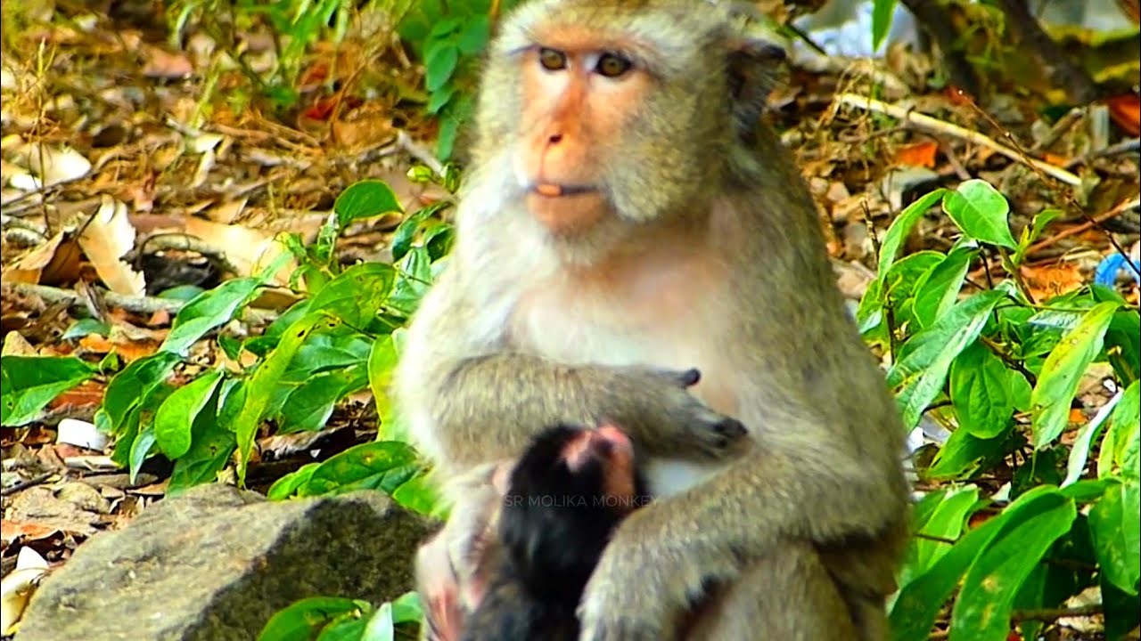Mother Monkey Start Close Breast Her Baby , No M#ilk Drink - YouTube